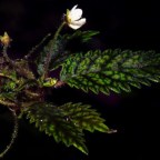 Amalophyllon miraculum: новый вид растений в западных Андах Эквадора