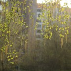 Изменение климата влияет на время появления сережек на деревьях и угрожает другим видам