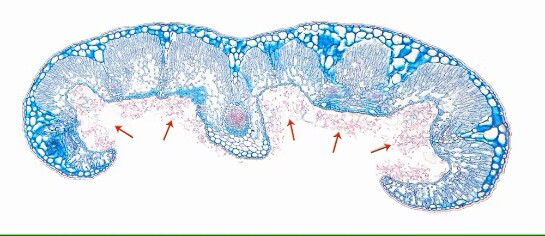 На коллаже из 24 микрофотографий поперечного среза листа розмарина видны стрелки у нижней стороне листа. Они указывают на трихомы, в которых хранятся ароматические летучие вещества, делающие этот средиземноморский кустарник одной из самых ценных приправ в мире.