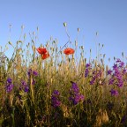 Изменчивая сексуальность растений как естественный инструмент жизни