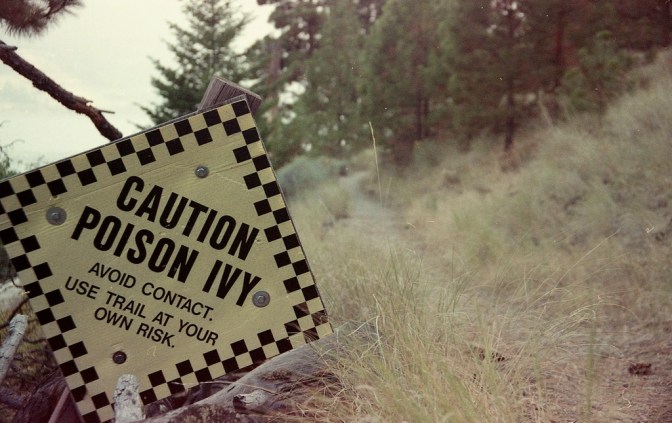 Журналист принимал ядовитый дуб и получил иммунитет к яду