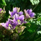 Рождение, смерть и страсть: о чем кричит мандрагора?