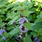 Россиянам запретили выращивать мяту полевую: за какие растения вам грозит штраф или тюремный срок