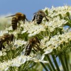 После контакта с борщевиком подросток оказался в больнице и теперь целый год должен избегать солнца