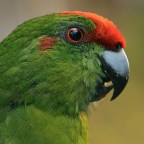 Птицы научились использовать растения, муравьев и алкоголь для удовольствия и борьбы с паразитами