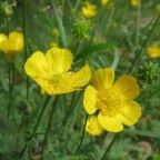 В Московской области после контакта с растением умер ребенок