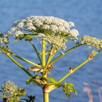 Мужчина рассказал о последствиях знакомства с борщевиком, которые сохраняются спустя год