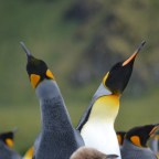 Ученые создали первую карту растительности Антарктиды