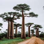 Символ устойчивости: африканские баобабы бросают вызов изменению климата