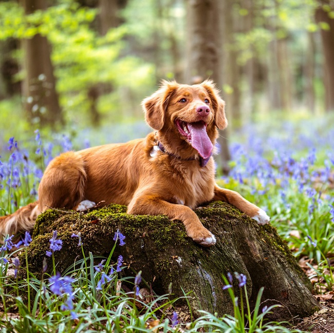 Собака в лесу