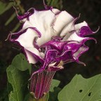 В Таиланде женщина отравила мужа, чтобы отучить от спиртного