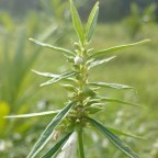 В Индии расследуют предположительное отравление женщины цветком