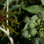 Полная безумия история: в США очередной случай изготовления рицина