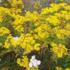 В Ирландии около ста коров отравились якобеей