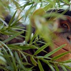 Шимпанзе занимаются самолечением с помощью растений, используя лес как аптеку