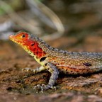 Ученые пытаются восстановить экосистему Галапагосских островов с помощью яда