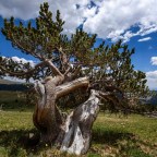 Эта сосна может рассказать древнюю историю климата год за годом