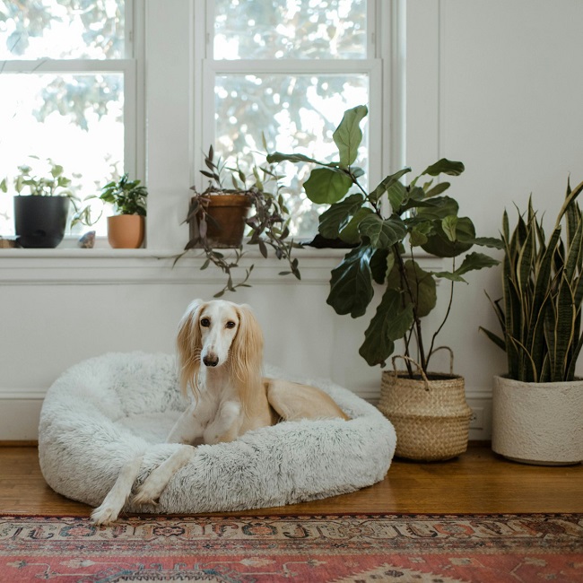 Собака с комнатными растениями