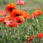 От морфина для детей до героина для солдат: краткая история опиатов в США