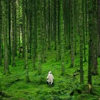 Почему восстановление лесов – это не только посадка деревьев