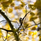 Защищаясь от инвазивных гусениц, деревья поражают других насекомых