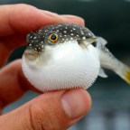 В Японии школьница получила сертификат на приготовление рыбы фугу