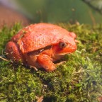 Как липкие выделения лягушек защищают их от хищников, но не отравляют тех