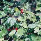 7 осенних растений, токсичных для собак и кошек: как распознать отравление