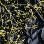 Омела в сочетании с яблоком оказалась эффективной для укрепления мышц