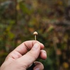 Правда ли, что псилоцибин побеждает депрессию в долгосрочной перспективе