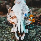 Ведьмина трава: 9 жутких растений к Хэллоуину