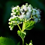 Ядовитое растение забирало тысячи жизней, пока акушерка Анна не разгадала его тайну