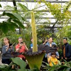 «Я чувствую рвоту внутри»: в ботаническом саду Джилонга расцвел трупный цветок