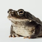 Жабий яд отправил Майка Тайсона на ринг, чтобы проиграть бой Джейку Полу