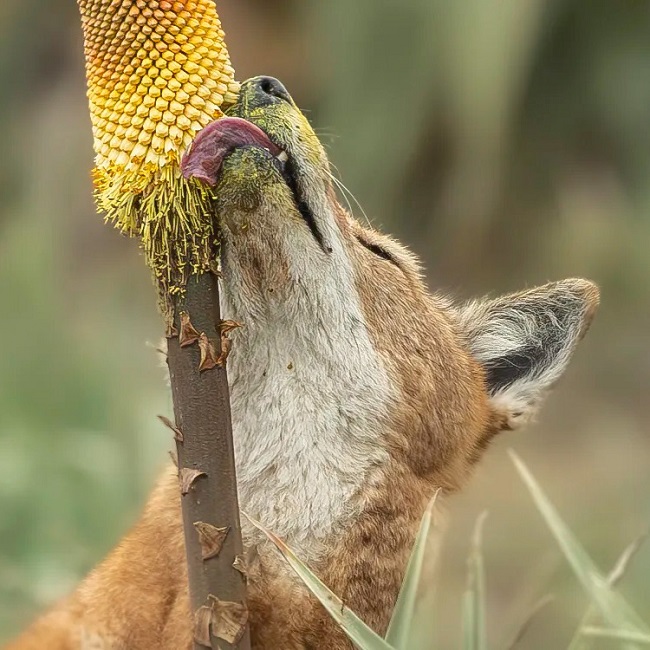 В Африке шакалы-сладкоежки стали плотоядными опылителями