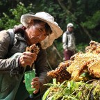 В Гонконге женщина попала в больницу из-за отравления бешеным медом