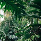 215 млн гектаров леса вырастут сами собой, если оставить их в покое