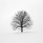 Исследование: 38% видов деревьев находится под угрозой исчезновения