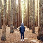 Ученые ошибались: растения поглощают на треть больше CO₂