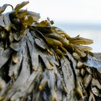 Могут ли морские водоросли предотвратить болезнь Паркинсона