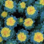 До появления стероидов в СССР на спортсменах и космонавтах испытывали травы