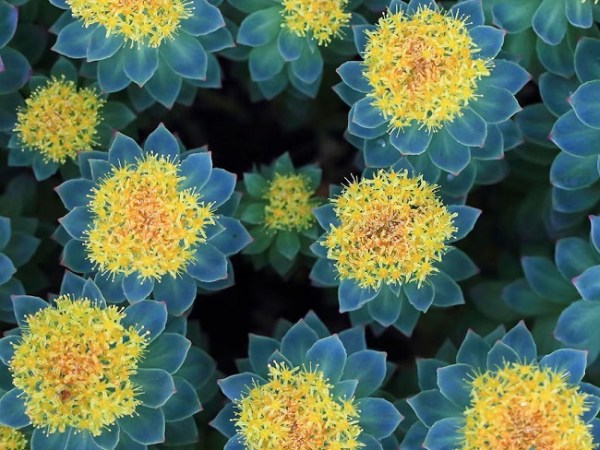 До появления стероидов в СССР на спортсменах и космонавтах испытывали травы