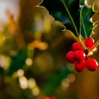 05. Ужасный остролист: Рождество, которое вышло из-под контроля