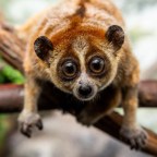 10 ядовитых животных, с которыми лучше не встречаться