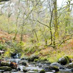 Активисты призвали правительство Уэльса защитить кельтские дождевые леса