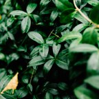 Бактериальное вторжение: всего один патоген угрожает каждому растению на Земле