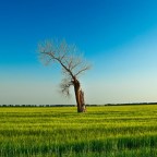 Изменение климата снижает питательность растений, что вредит травоядным