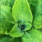 Чем мята полезна для здоровья и какие риски представляет