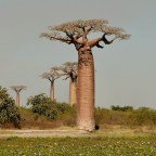 Растущий спрос на баобаб стал плохой новостью для священного африканского дерева