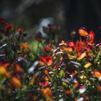 Гризли выступают в роли садовников, помогая чернике распространяться